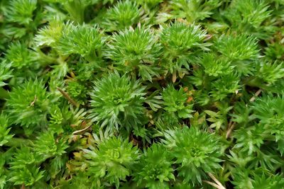 High angle view of plants growing on field