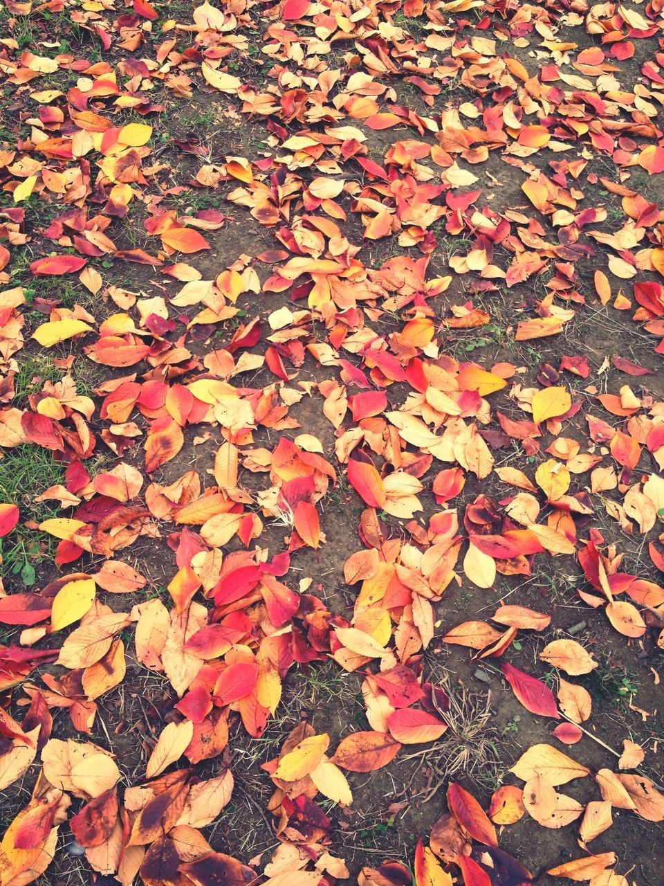 autumn, change, leaf, season, leaves, full frame, high angle view, fallen, backgrounds, dry, abundance, orange color, maple leaf, nature, falling, day, large group of objects, outdoors, multi colored, red