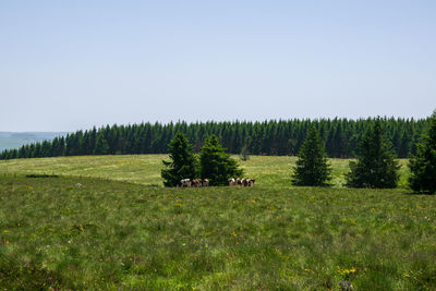 Scenic view of grassy field against sky