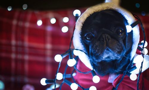 Close-up portrait of pug with clothing and illuminated string lights during christmas