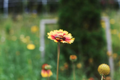 Close-up of yellow flower against blurred background