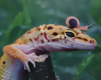 Close-up of a lizard