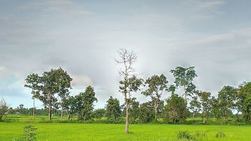 Trees on field against sky