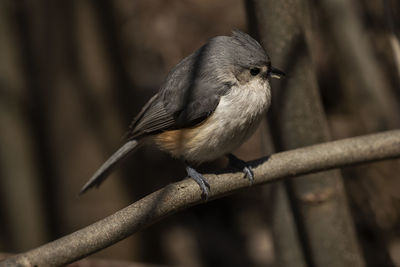 A tufted titmouse looking for food. baeolophus bicolor