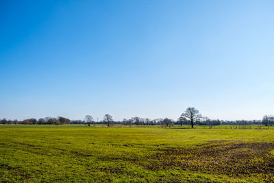 Scenic view of field against clear blue sky