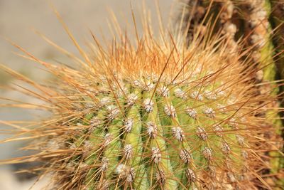 Close-up of succulent plant on field