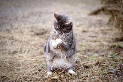 Portrait of cat on field