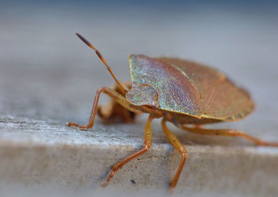 Close-up of insect