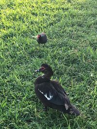 High angle view of bird perching on grass