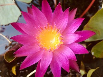 Close-up of pink flower blooming outdoors