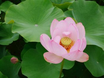 Close-up of pink water lily