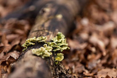 Close-up of lichen growing on tree trunk