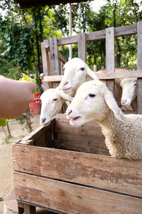 Woman feeding sheep in sheepfold.