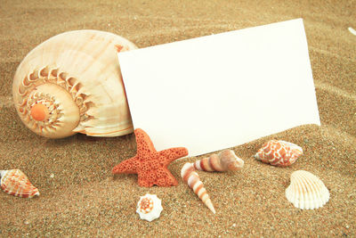 High angle view of seashell on sand