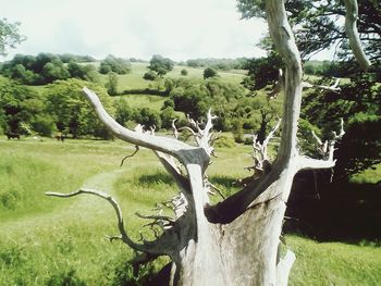 Trees on landscape against sky