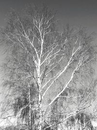 Low angle view of bare tree