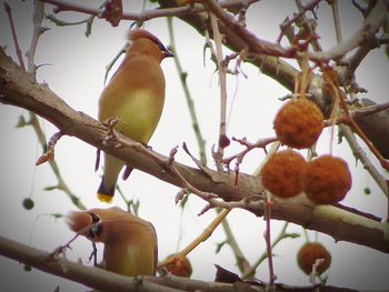 Low angle view of fruits on tree