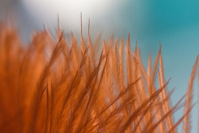 Close-up of stalks in field against sky