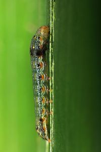 Close-up of caterpillar on leaf