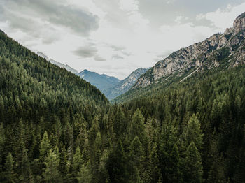 Scenic view of pine trees against sky