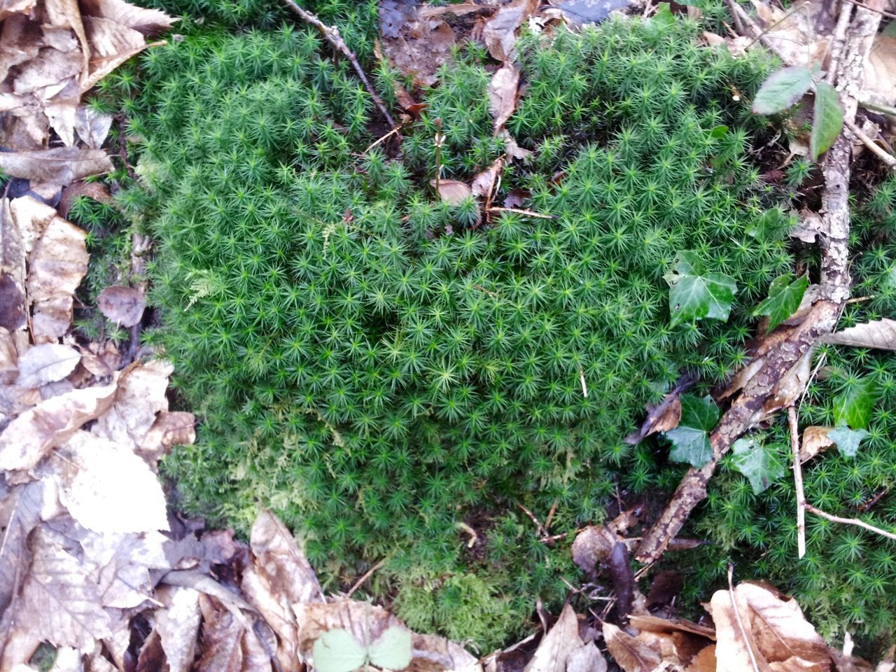 Heart moss