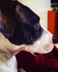 Close-up of dog lying on sofa