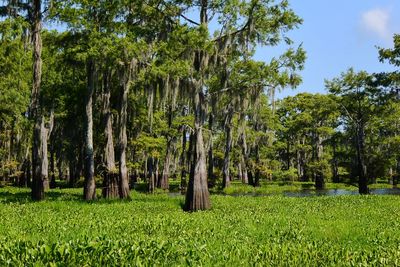 Trees on grassy field