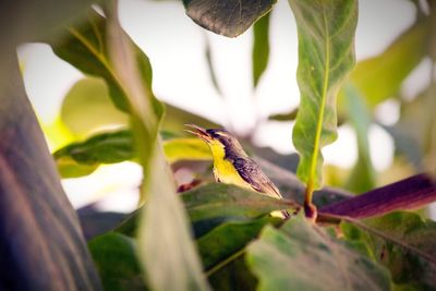 Close-up of bird perching on plant