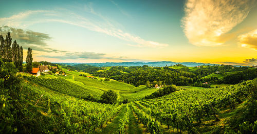 Scenic view of agricultural field against sky