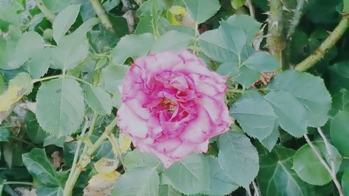 Close-up of pink flowers