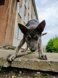 Portrait of dog against wall