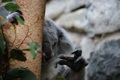 Close-up of monkey drinking from a tree