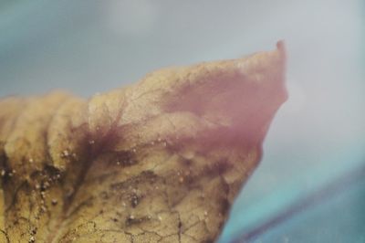 Close-up of fresh leaf against sky