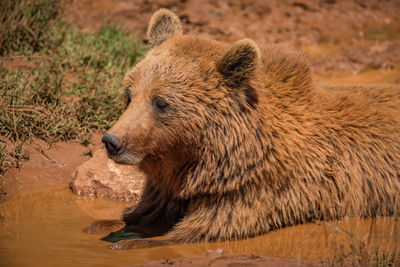 Brown bear lying in mud in sunshine