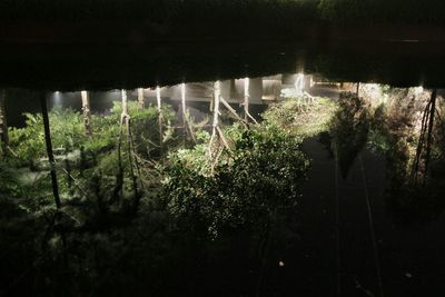 Close-up of plants against sky at night