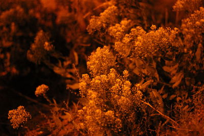 Close-up of flowers blooming on tree
