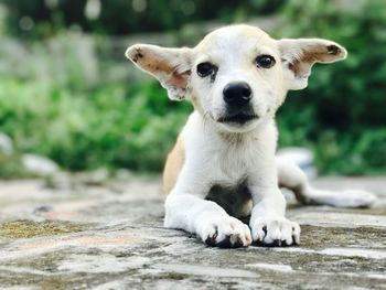 Close-up portrait of dog sitting outdoors