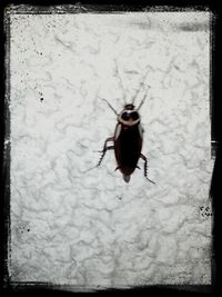 insect