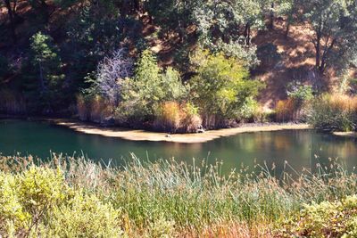 Scenic view of lake by trees in forest