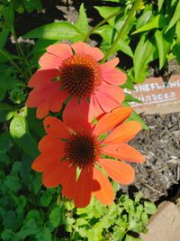 Close-up of orange flowering plant
