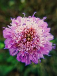 Close-up of flower blooming outdoors