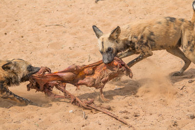 High angle view of horse on sand