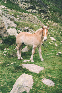 Mountain baby horse