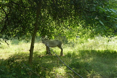 Plants on grassy field