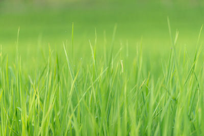 Close-up of crops growing on field