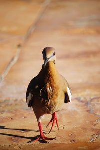 Close-up of bird perching