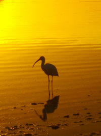 Silhouette bird on beach during sunset