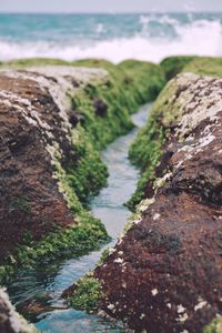 Moss growing on rocks by sea