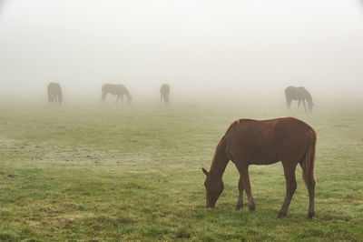 Horses grazing on grassy field