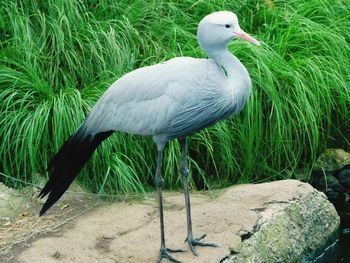 Close-up of bird on grass